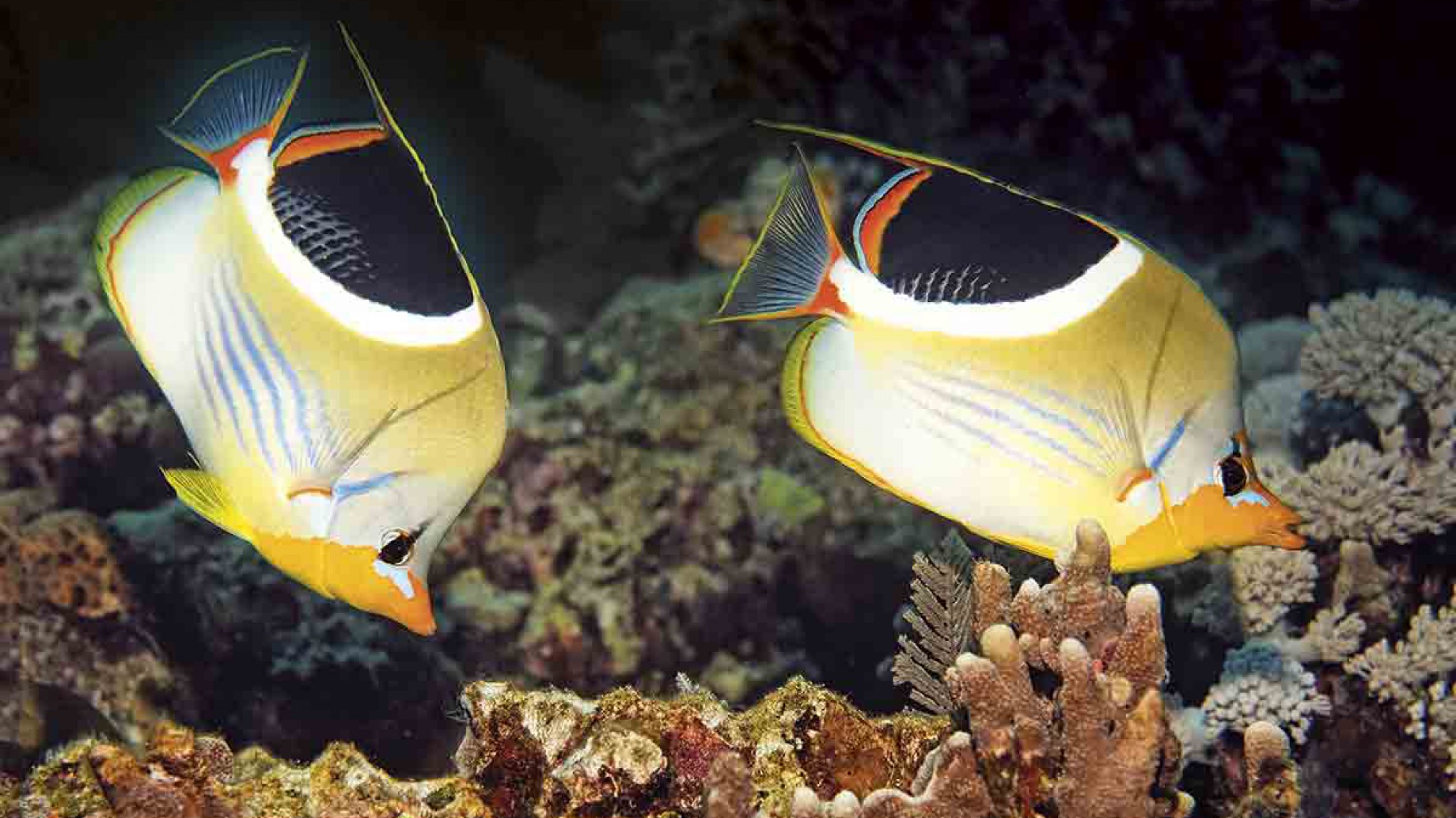La Gran Barrera de Coral perdió la mitad de su población por el cambio climático